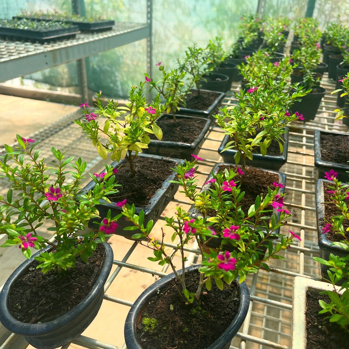 The flowers on a Cuphea (Purple Blossom) bonsai are simply stunning! They’re so bright &amp; eye catching on our nursery. Plus, these bonsai themselves are so cute!🌸🪴 #bonsai #bonsaidirect #bonsaitree #tree #plant #houseplants #bonsailove #houseplantcommunity #plantlovers #tinytree
