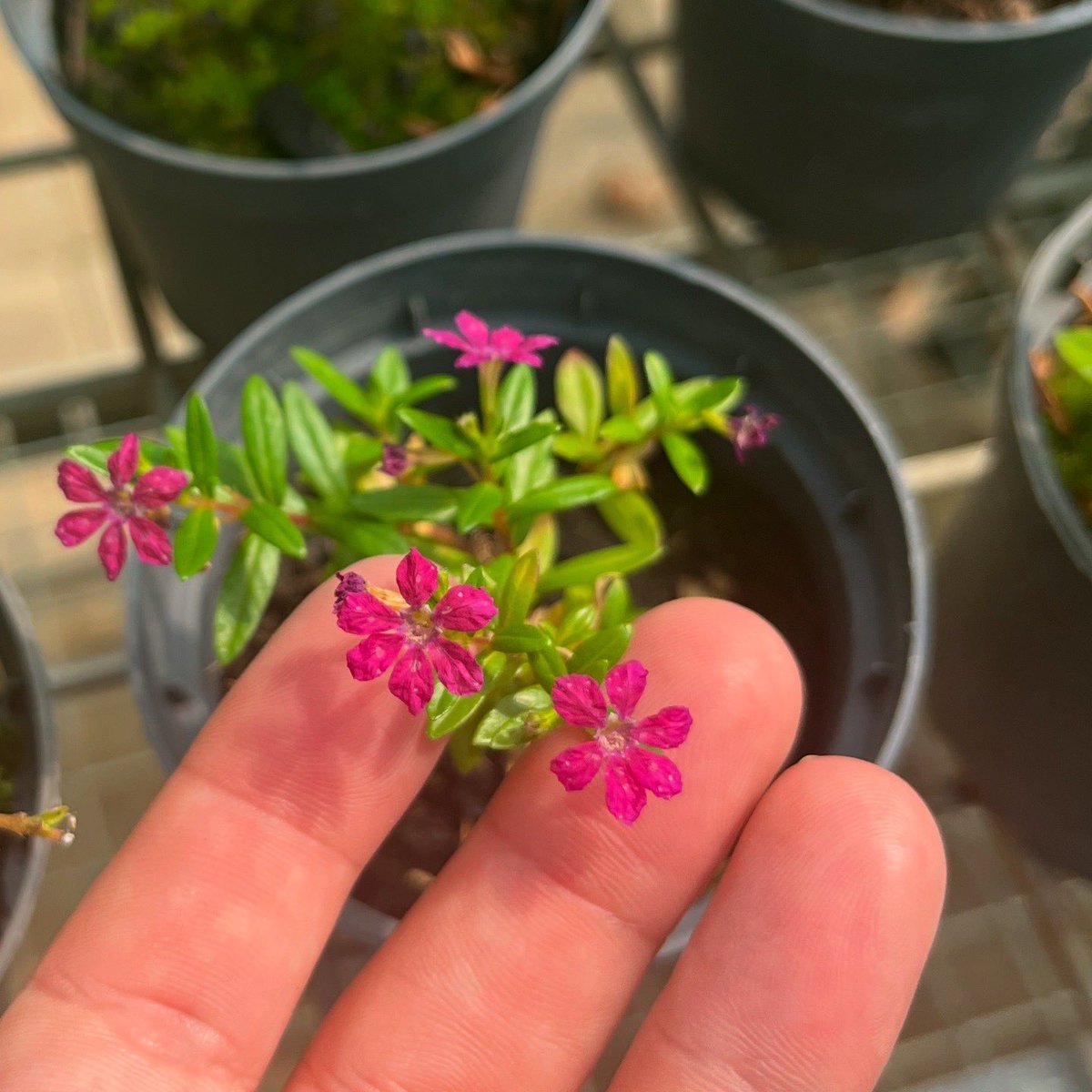 Bonsai (@BonsaiDirect) / Posts / X