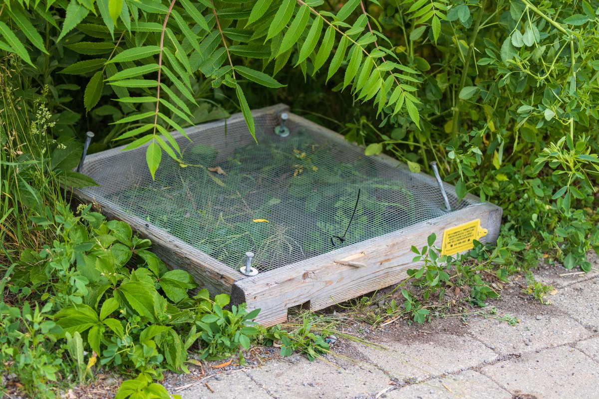 Turtle egg protector.