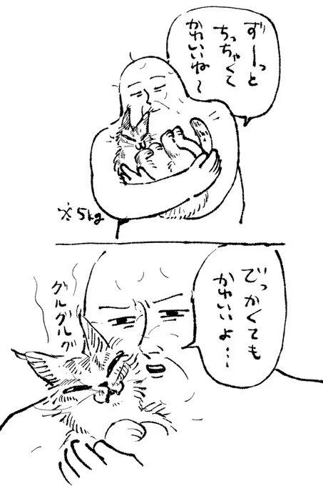 成猫の大きさになってきたけど人間に比べたらずっとちっちゃい子 