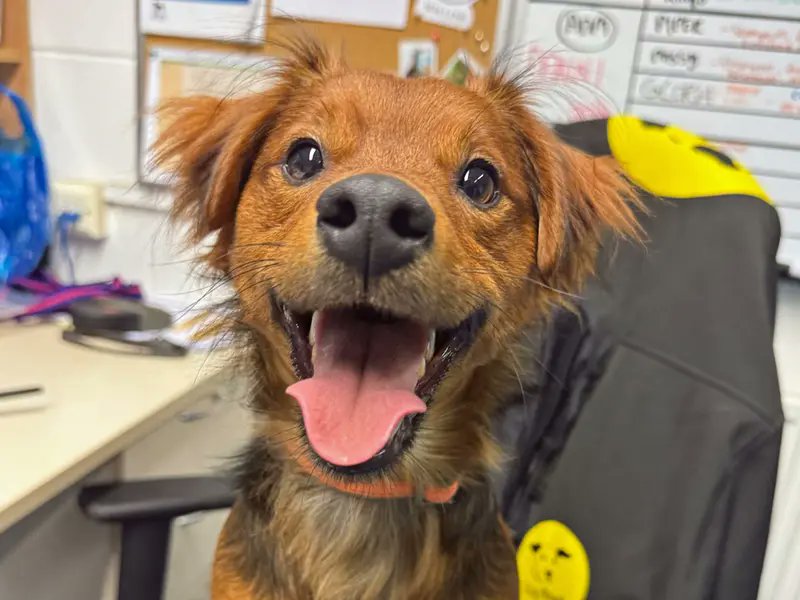 Dogs Trust 💛🐶 (@dogstrust) on Twitter photo You never know who you might see on reception when you pop into one of our rehoming centres! 🐶
Celt offered a helping paw to staff at <a href="/DT_Merseyside/">Dogs Trust Merseyside</a> recently and we just had to share this snap 📷 You never know who you might see on reception when you pop into one of our rehoming centres! 🐶
Celt offered a helping paw to staff at <a href="/DT_Merseyside/">Dogs Trust Merseyside</a> recently and we just had to share this snap 📷