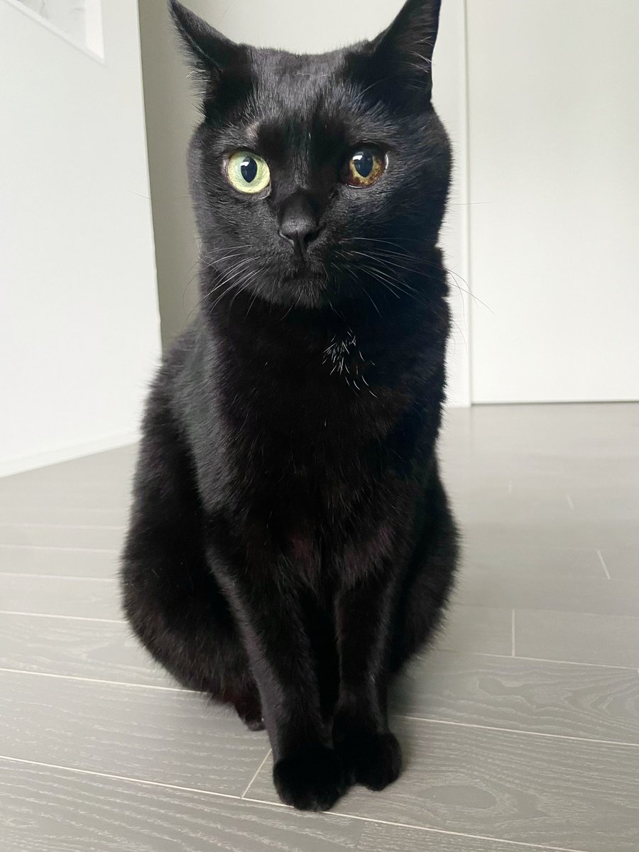 mofusand 黒仔猫にゃんマスコット | 商品紹介 | 株式会社