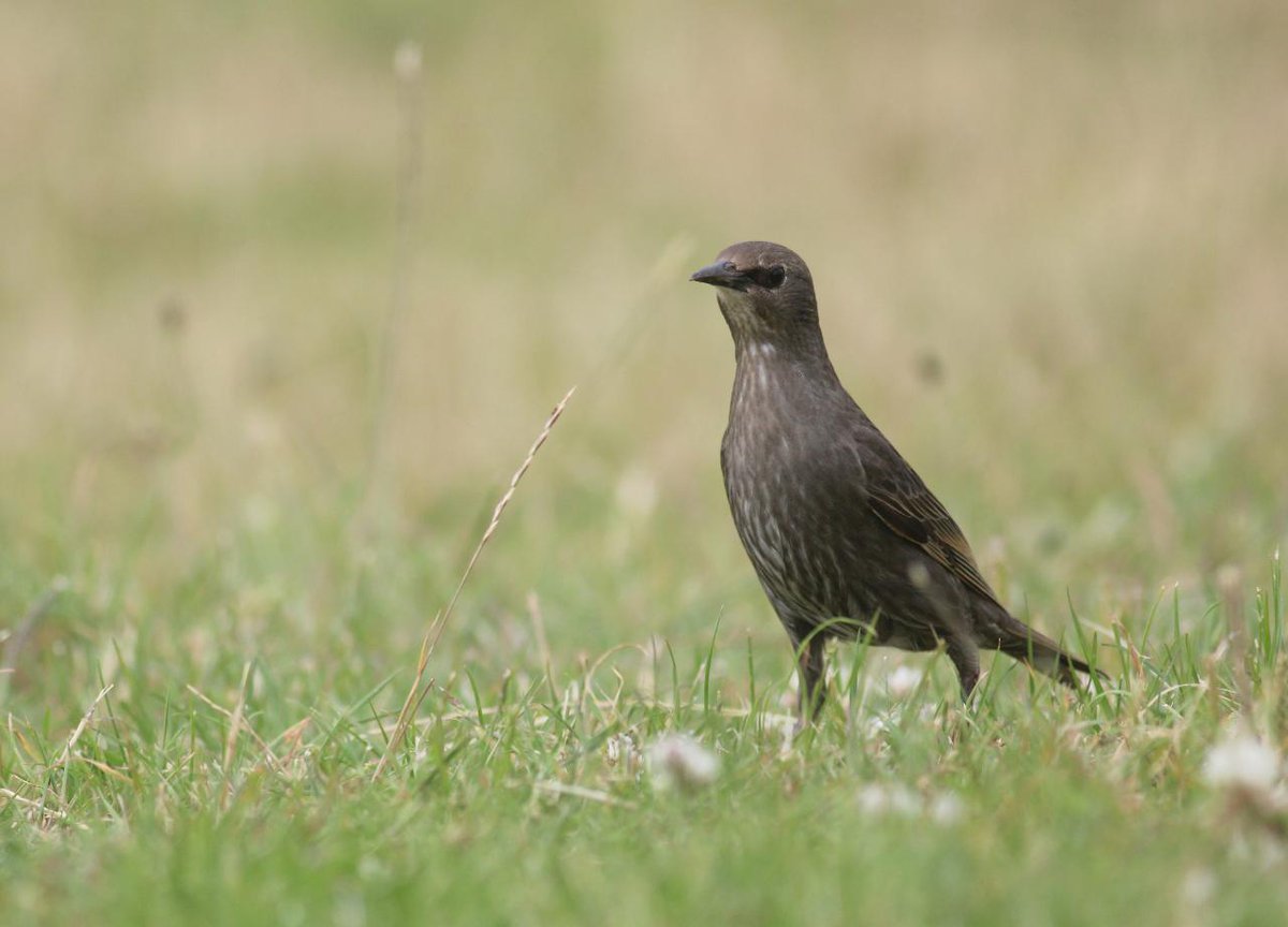 British Wildlife Mag (@britwildlife) on Twitter photo A juvenile Starling for #30DaysWild
There's a lot to like about these characterful birds, not least their impressive repertoire of vocalisations and amazing flocking displays. <a href="/StephenMoss_TV/">Stephen Moss</a> made the case for a greater appreciation of Starlings in britishwildlife.com/article/articl… A juvenile Starling for #30DaysWild
There's a lot to like about these characterful birds, not least their impressive repertoire of vocalisations and amazing flocking displays. <a href="/StephenMoss_TV/">Stephen Moss</a> made the case for a greater appreciation of Starlings in britishwildlife.com/article/articl…