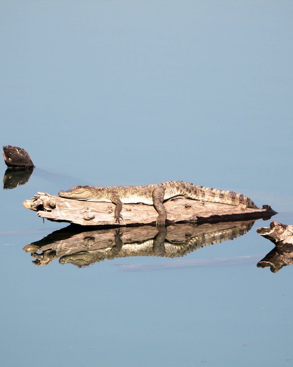 UnWildIndia's tweet photo. Celebrating #WorldCrocodileDay with a few clicks of these majestic reptiles. Under PM Modi’s leadership, India has revived Gharial, Mugger &amp; Saltwater Crocodile from near extinction. 50 yrs of conservation &amp; counting! 🇮🇳 #WildlifeConservation @PMOIndia @NatGeoIndia  @Canon_India https://t.co/TY9QipGAfB