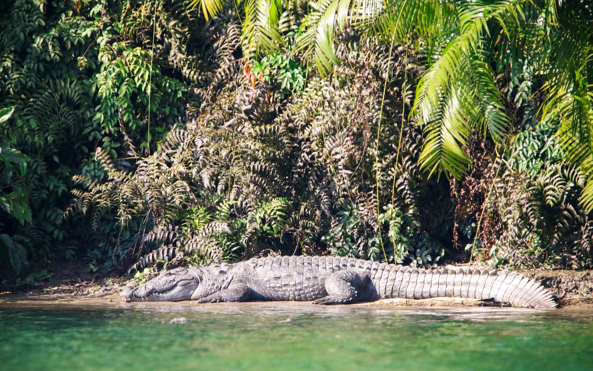 UnWildIndia's tweet photo. Celebrating #WorldCrocodileDay with a few clicks of these majestic reptiles. Under PM Modi’s leadership, India has revived Gharial, Mugger &amp; Saltwater Crocodile from near extinction. 50 yrs of conservation &amp; counting! 🇮🇳 #WildlifeConservation @PMOIndia @NatGeoIndia  @Canon_India https://t.co/TY9QipGAfB