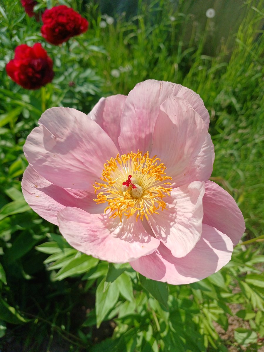 Зацвели пионы...