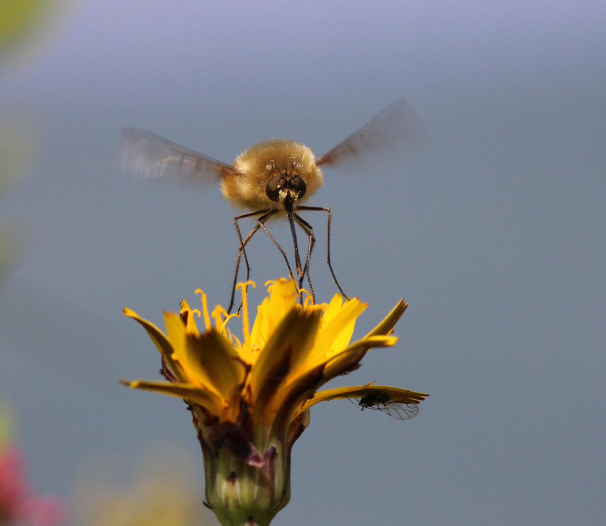Western Bee-fly for day 25 #30DaysWild

Bee-flies offer a gentle introduction into the (slightly daunting) world of Diptera; Brett Westwood describes his quest to find this species and the allure of other flies in britishwildlife.com/article/articl…