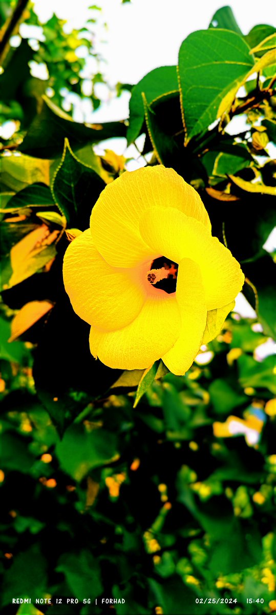 ishan_x3's tweet image. Like a memory from a summer long gone, she blooms—soft, golden, and timeless. 🌼🍃
#NostalgicVibes #NatureNostalgia #GoldenBloom #CapturedWithLove @GiveRep