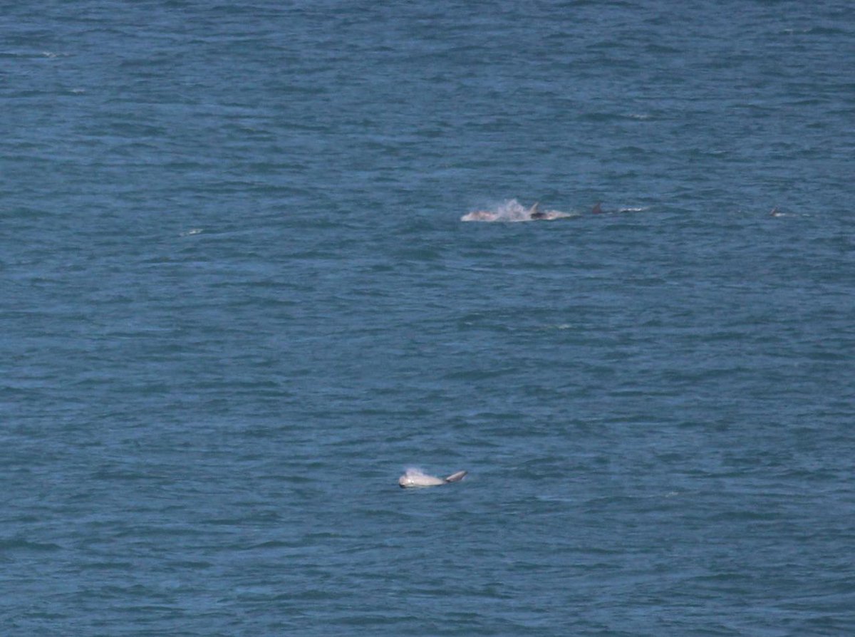 Some distant Risso’s Dolphins for day 27 #30DaysWild

These secretive dolphins have been reported in unusually high numbers this spring, possibly linked to an abundance of their cephalopod prey. Look out for an article on this species in British Wildlife later this year!