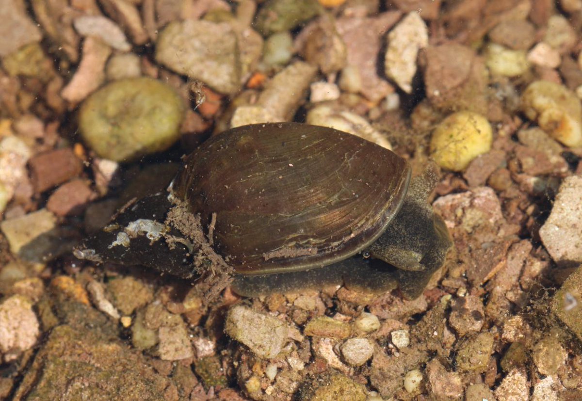 A Great Pond Snail for day 28 #30DaysWild

Our November issue featured an article on a smaller and much rarer relative, the Slender Pond Snail, with insights on its habitat preferences based on research in Scotland - for more on that, see britishwildlife.com/article/articl…