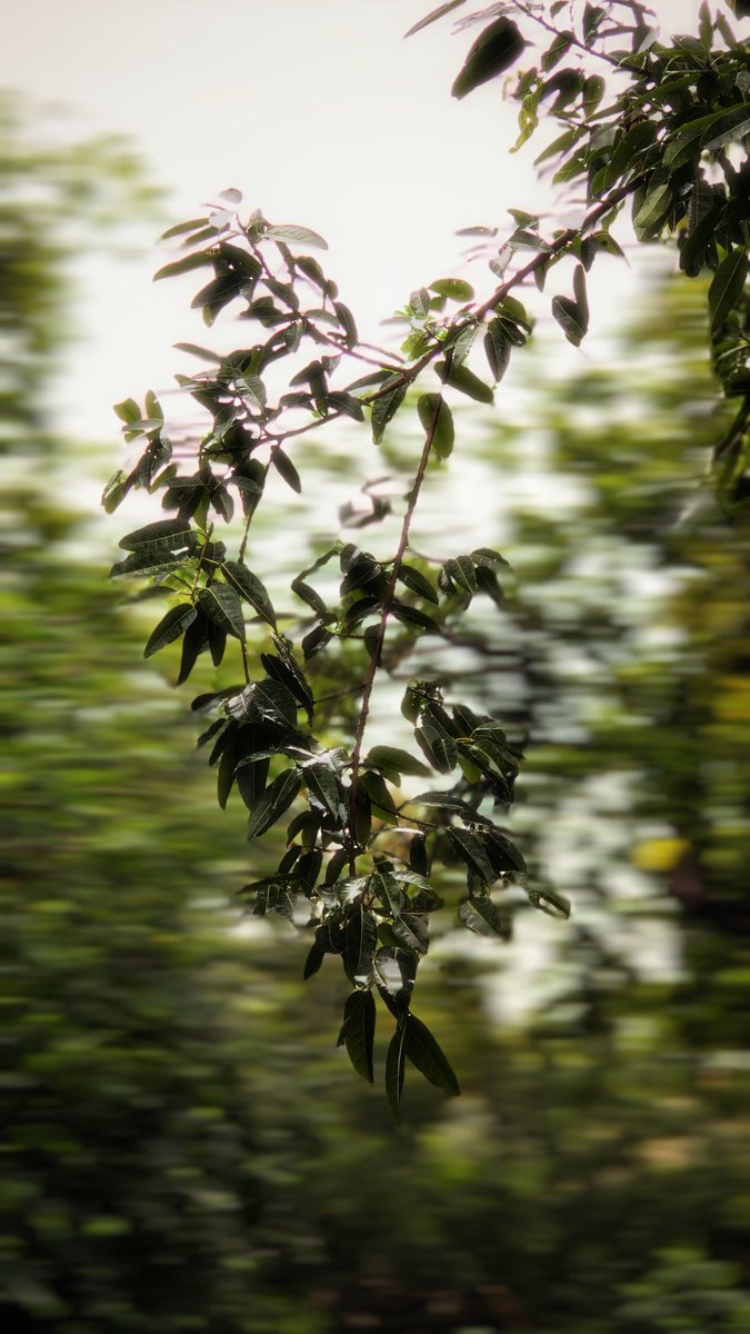 vpsidharth1's tweet image. I love this device @Xiaomi @XiaomiIndia 
#Xiaomi15series #xiaomi15