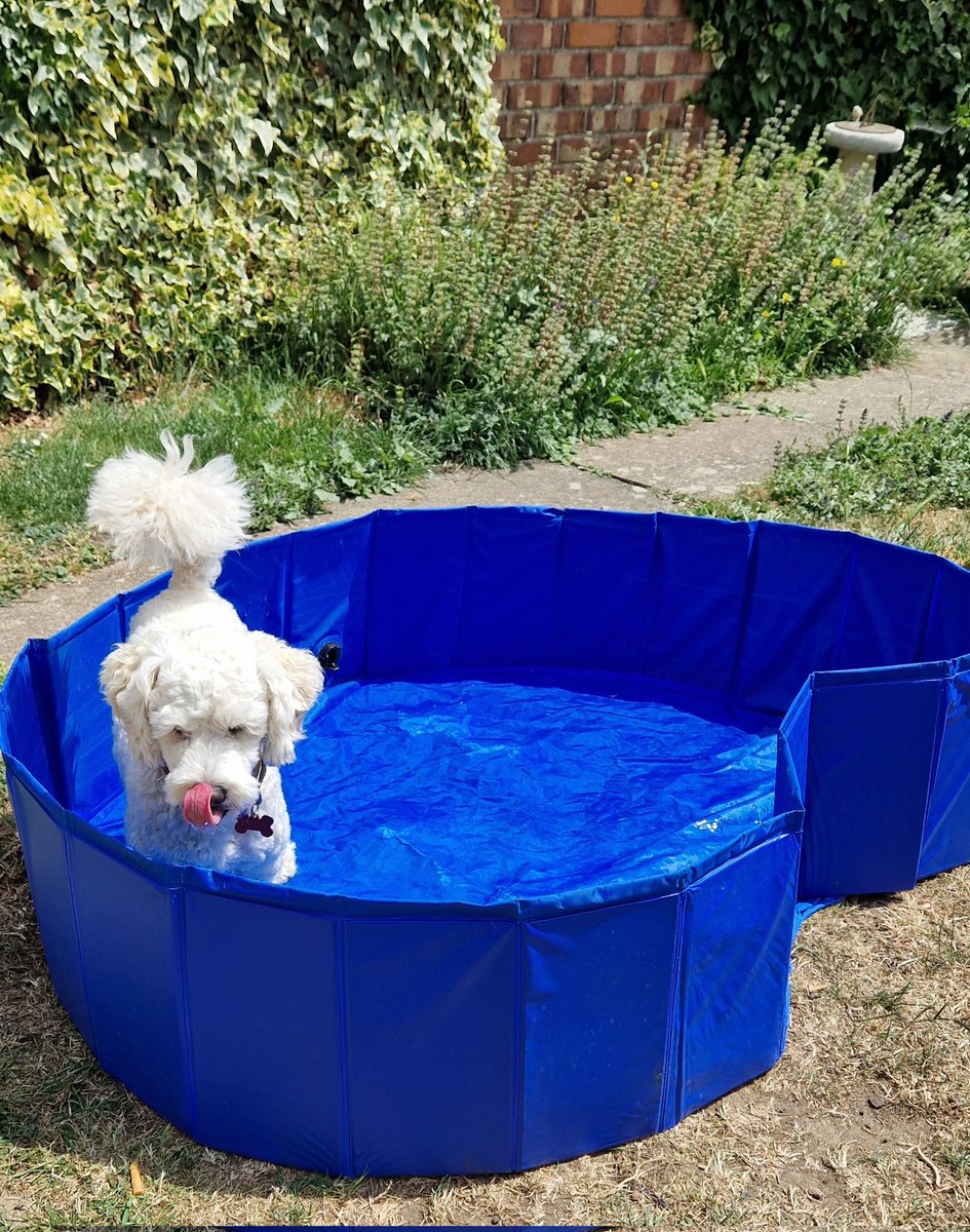 Another Tongue out Tuesday! Dad's filling my pool up and I love it 😀 
#TongueOutTuesday #BovverPool
#BovverBoys #BovverBoysForever