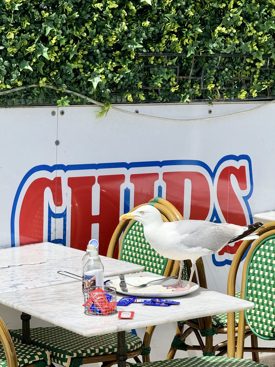 Just treated Kevin to some chips. #Brighton #UsualSeagull