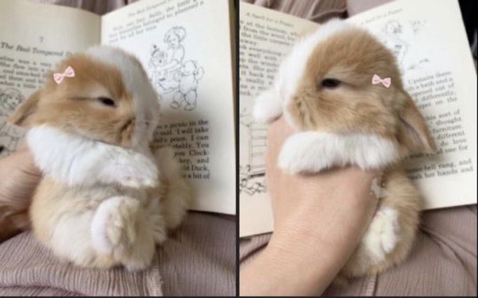 animals wearing bows tweet media