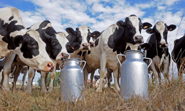 Green Fields (U) Ltd. (@greenfieldsrays) on Twitter photo Consultants give advice, charts, and reports.
Everyone wants a piece of the farmer’s field.
Everyone wants to “help” the farmer.
But what does the farmer want?
👉 Just a fair price for their produce.
👉 A transparent market.
👉 Freedom from middlemen. 🧵 Consultants give advice, charts, and reports.
Everyone wants a piece of the farmer’s field.
Everyone wants to “help” the farmer.
But what does the farmer want?
👉 Just a fair price for their produce.
👉 A transparent market.
👉 Freedom from middlemen. 🧵