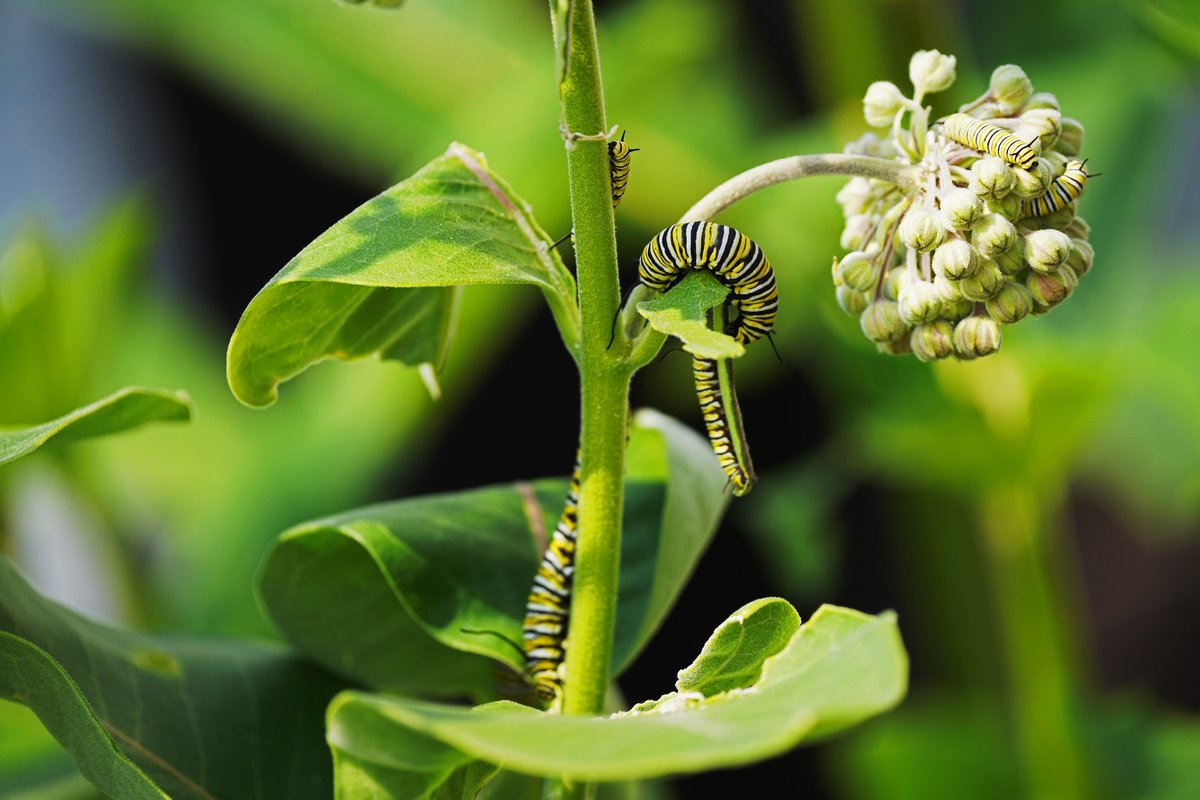 U.S. Fish and Wildlife Service tweet media