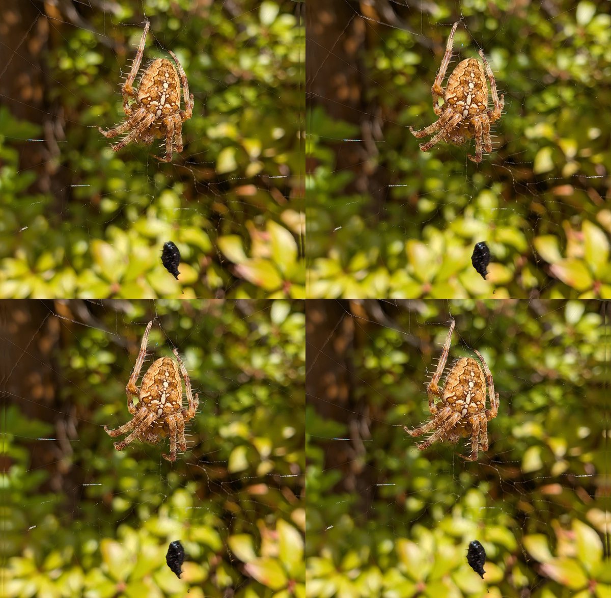 Parth3D's tweet photo. It's lunchtime for Mr Spider - Little Miss Muffit would like to state that any resemblance to any spider living or otherwise and regardless of whether or not it came down and sat down beside her is purely coincidental 😬
#3D #stereoscopic #aliencreature #DepthMaker https://t.co/AJ3TWiLOYE