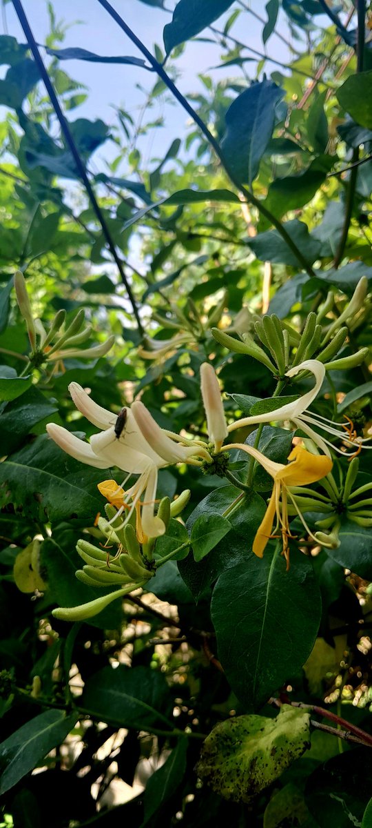 A1an_M's tweet photo. Swifts screeching skywards
Honeysuckle hangs heavy
Sleepy summer sun
#haikuTuesday https://t.co/Nj7TC5DUAb