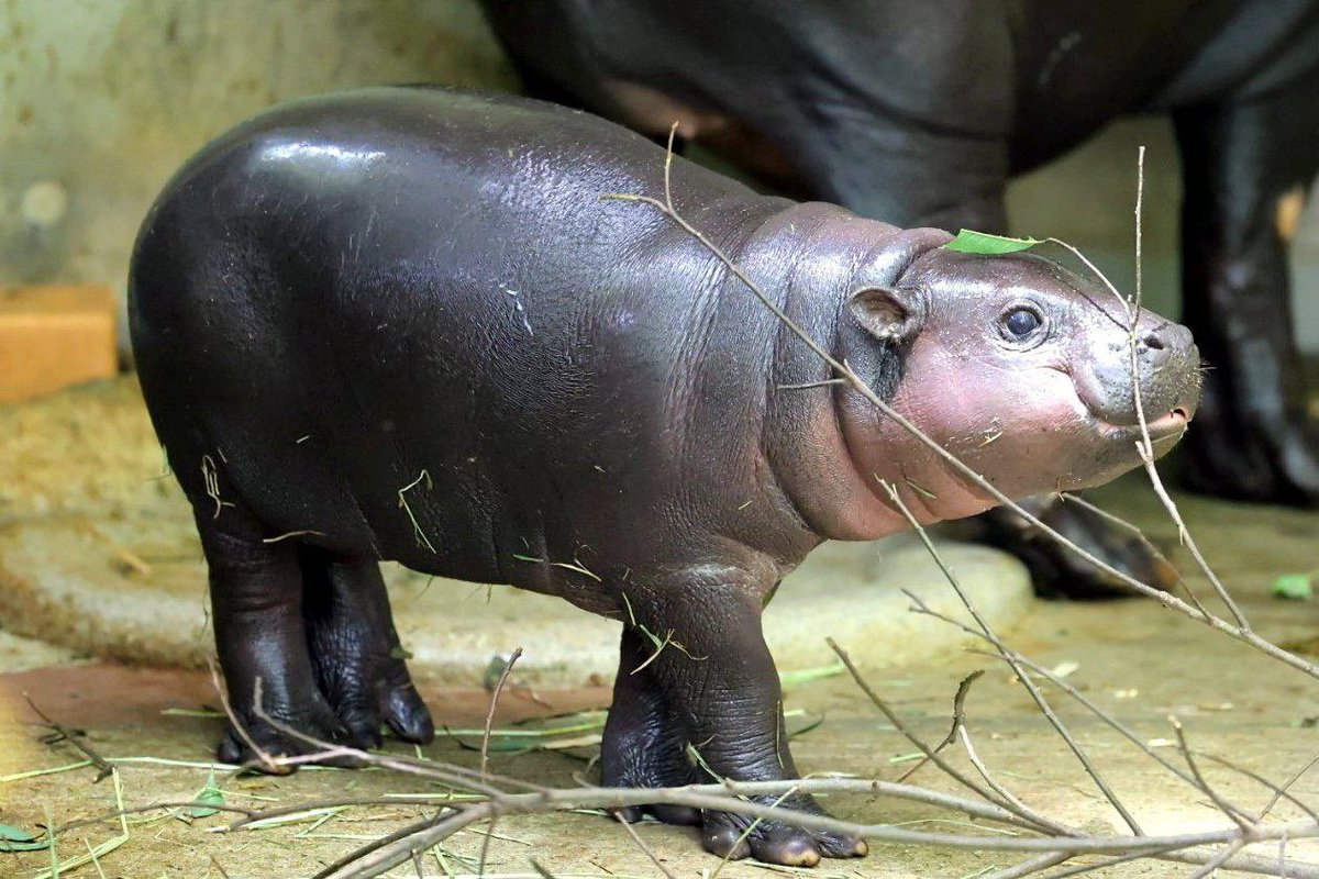 Shiba_Gio's tweet photo. A real world impact - @Kobushi_ETH 

1% of total supply went to Chibawan Shelter, plus funds toward Ueno Zoo &amp; WWF Japan.

A cool hippo with measurable benefit! https://t.co/VszbyhFmFN
