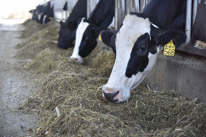 Characterization of first cut alfalfa and grass silage management practices on Canadian dairy farms (Plett et. al): ow.ly/xUKM50Wal9L 
@um_agfoodsci 

📷 ILRI/Paul Karaimu ow.ly/lz6K50Wal9K