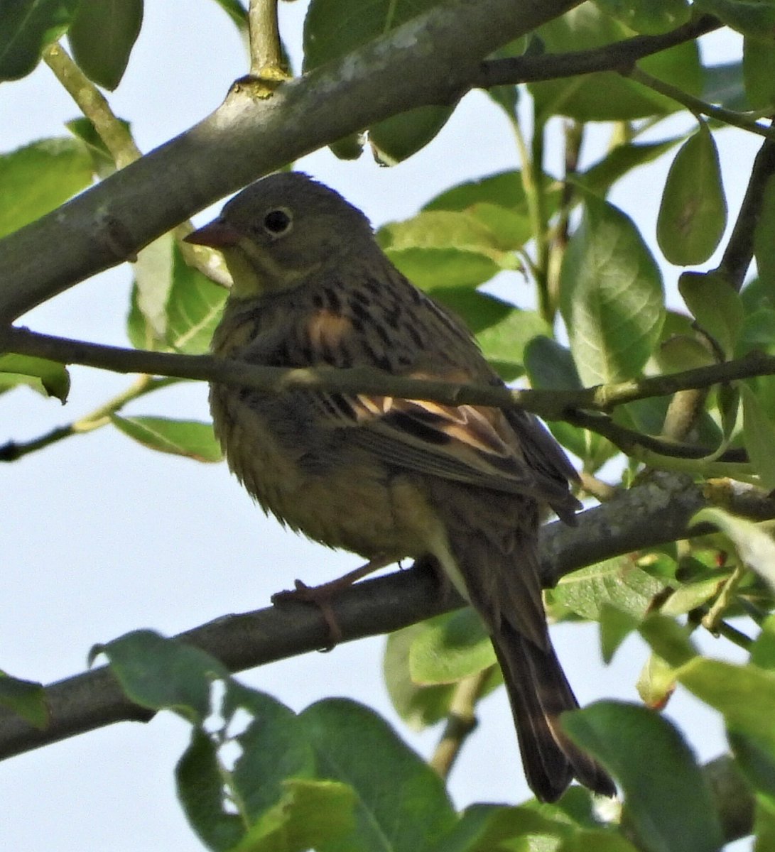 alanbodd's tweet image. Finally added Ortolan Bunting to my British list this morning in Wykeham Forest, North Yorkshire followed by scope views of Pacific Golden Plover at Greatham Creek, Cleveland.