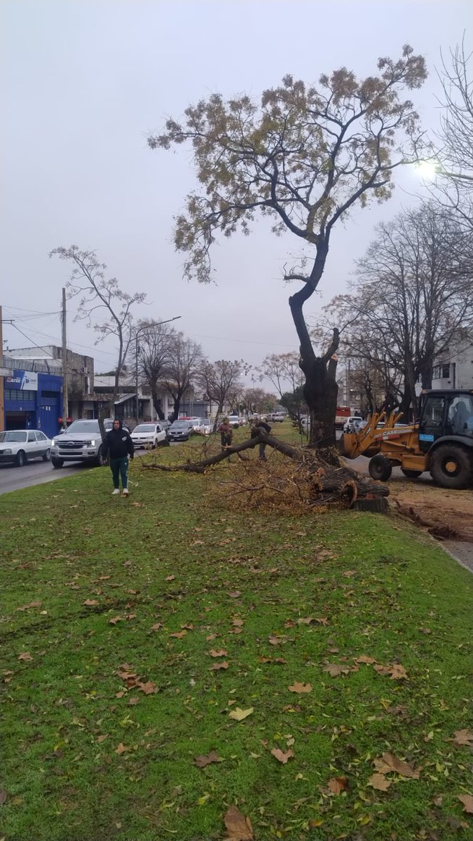 #Laplata obras de <a href="/LaPlataMLP/">Municipalidad de La Plata</a> en diag 74 desde 120 a Pza. Alsina.
-Se remueven Paraísos de la rambla central.
-Los que estén en buen estado se reemplantarían hacia 122.
-La rambla que hoy tiene 6 metros quedaría de 2.40 de ancho