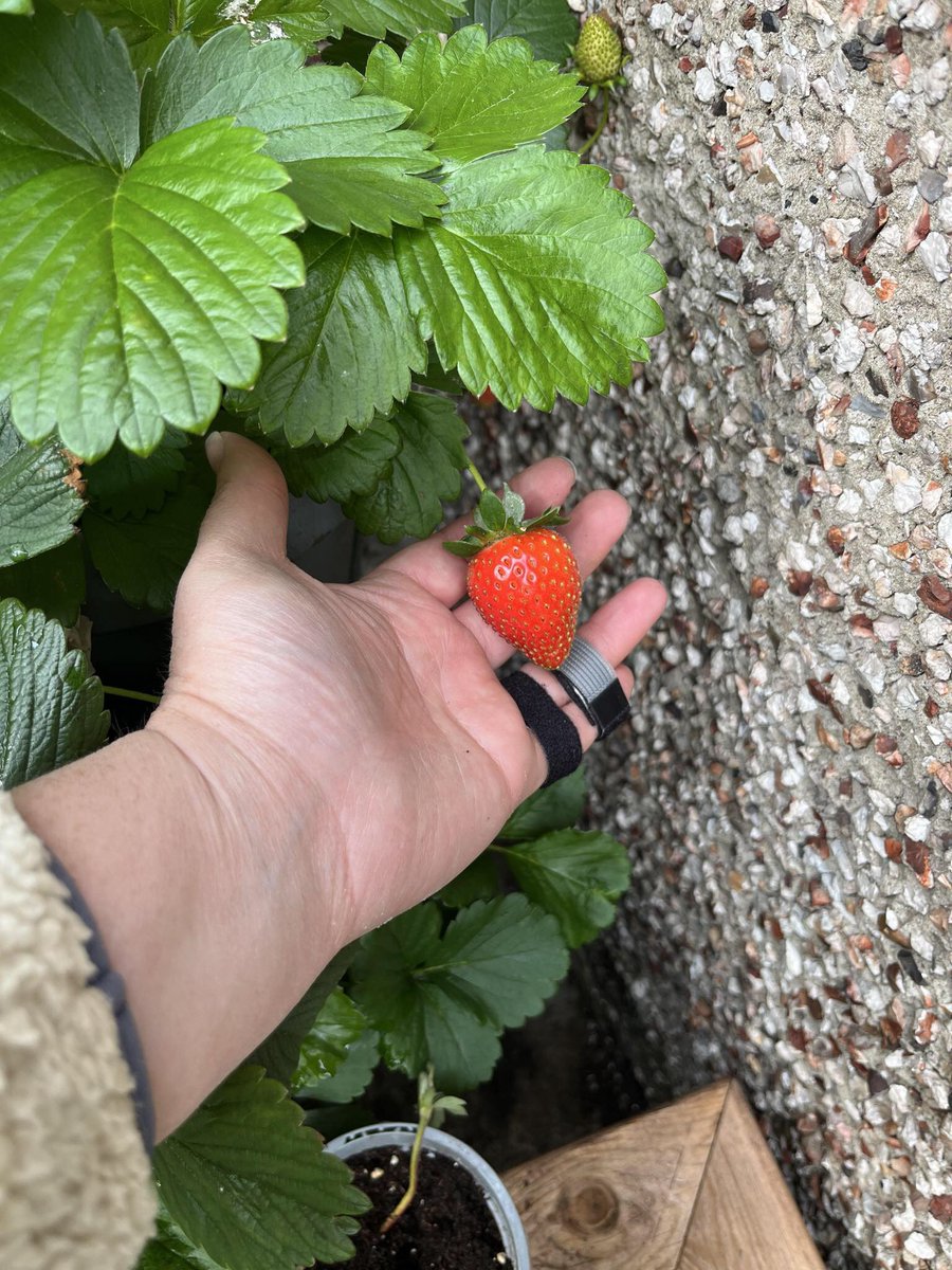 Strawberries coming on nicely for KG follower Stephanie Lycette! How are yours doing? Drop us a photo in the comments…

#kitchengarden #growing #growyourown #gardening #plot #allotment #growyourownfood #allotmentsuk #homegrown #garden #gardenlove #gardeninspiration