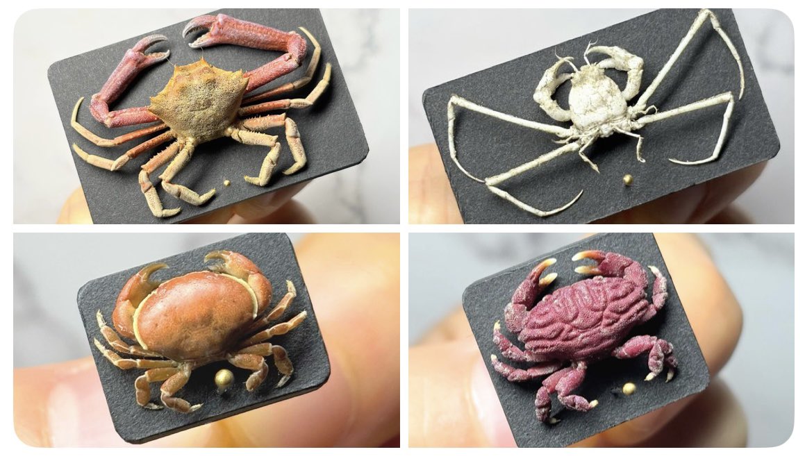 へみぷてらどーぷ tweet media