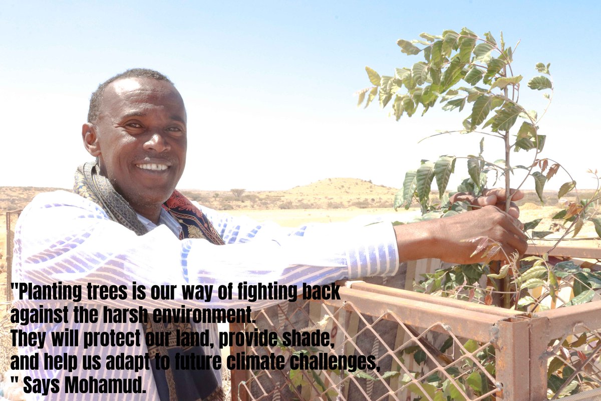 caresom's tweet image. 🌱CARE's established Early Warning Committees helping villages adapt to flash floods! In Ilmaadeer, Somalia, Mohamud Omar led efforts to plant trees to combat erosion and flooding after devastating rains. With support from @NLinSomalia, the community's lives are improving.