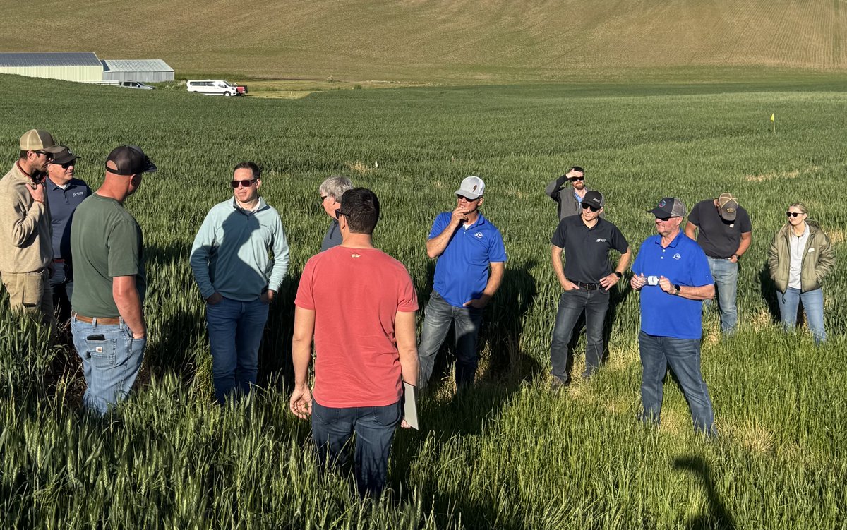 Italian ryegrass: this weed represents a significant threat to growers in many regions of the world. The Global Herbicide Tolerant Crops tour team had the opportunity to view extensive plots, developed by Albaugh, that are demonstrating exciting Italian ryegrass control options.
