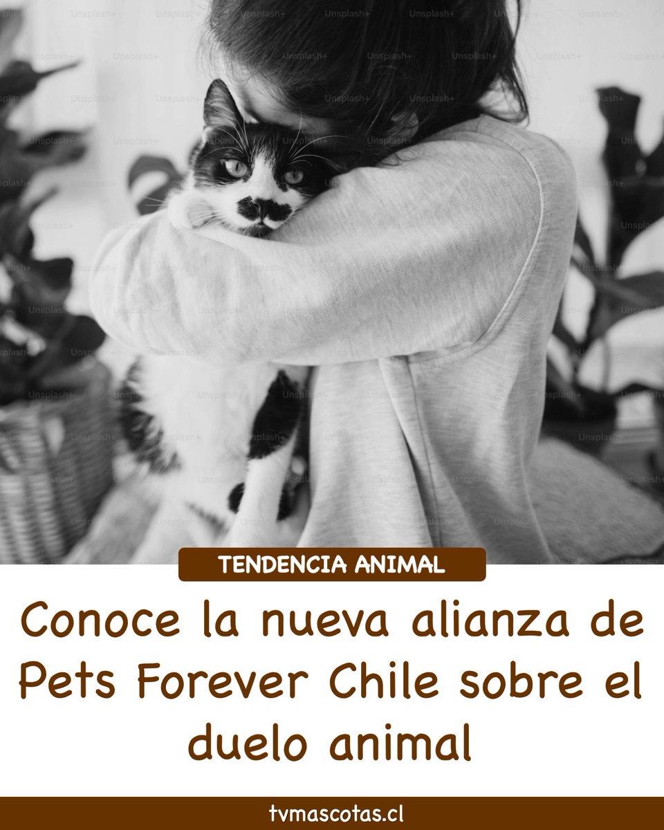 ¡TENDENCIA ANIMAL! Conoce la nueva alianza de Pets Forever Chile sobre el duelo animal. 🕊️🐾
👇👇👇
instagram.com/p/DK_23JoI6OZ/…
