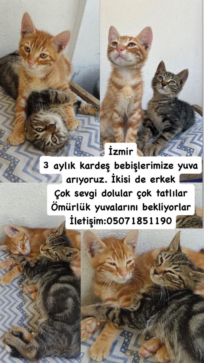İZMİR ÖMÜRLÜK YUVA
