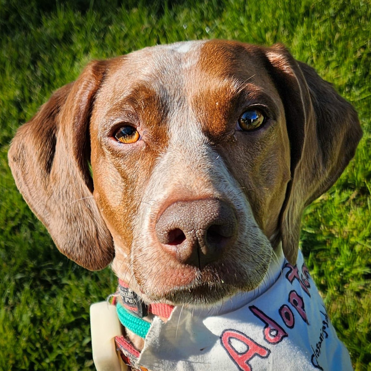 Pícara 🐶 fue adoptada hace 4 años por una familia y todo iba genial. Tras esos años, su "familia" dice que ya no puede seguir haciéndose cargo de ella...😡
Pícara es estupenda, un poco tímida y tranquila.
#Adopta en <a href="/amigosdebingo/">Los amigos de Bingo 💜🐾</a> en #Sevilla más info en bit.ly/2Dkpmol