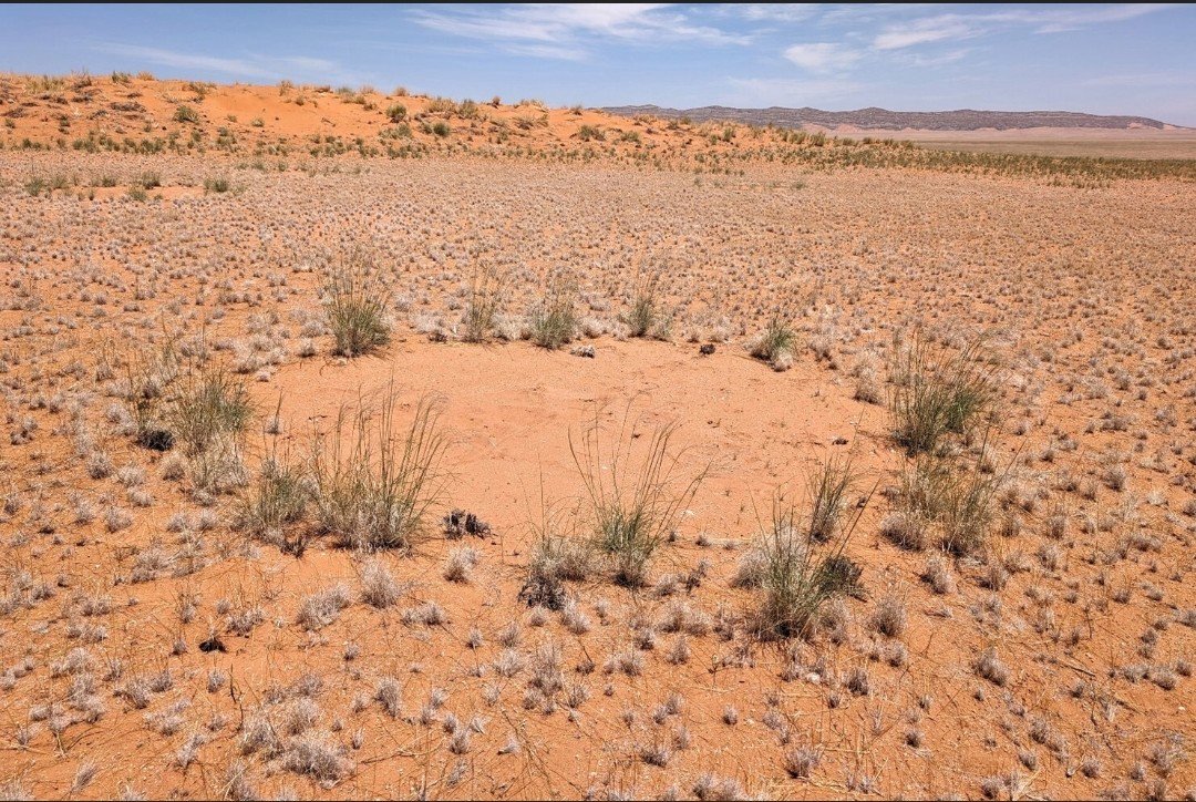QDrop2450's tweet photo. FAIRY CIRCLES, Namibia 

Very interesting but also very weird! 🧐 https://t.co/z8P7EgOtBX