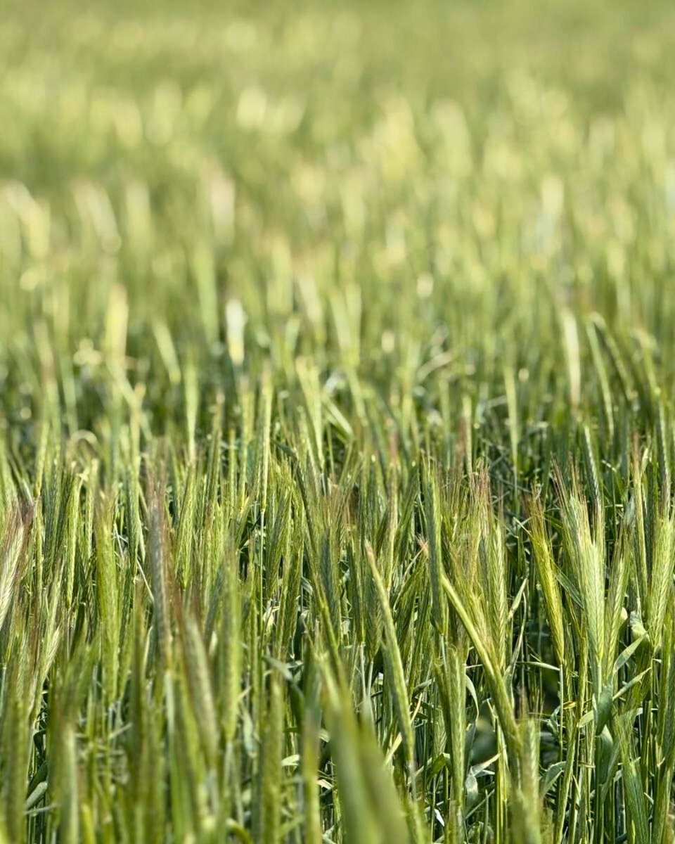 FPGenetics's tweet photo. Hybrid Fall Rye is a great fit in your crop rotation from a weed management perspective. With proper fall management, often no herbicides are required in spring. And now that the field is well established, weeds can’t compete!
#HybridFallRye #AgPhotos #AlbertaFarming #GrainFarm https://t.co/QabjSJzraM