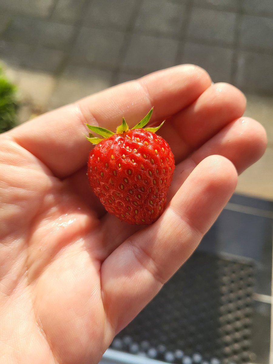 MariaGilsgaard's tweet image. First strawberry of the year😊