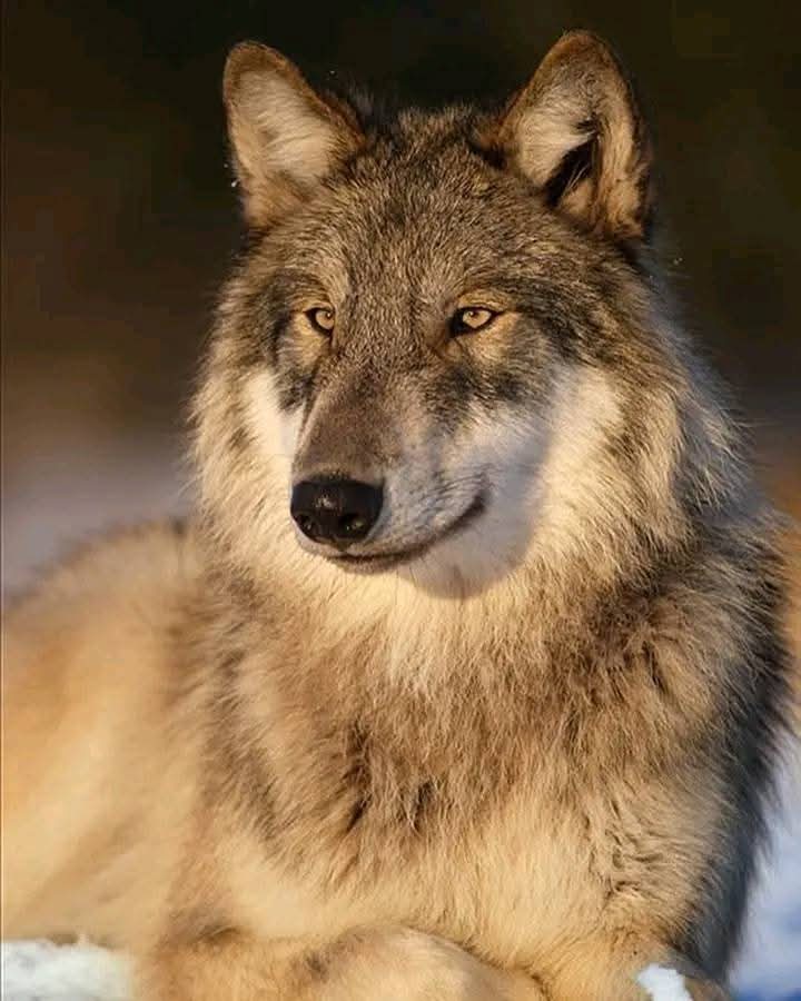 Rating of this photography 0-10 from wolf lovers 🐺❤️😘.