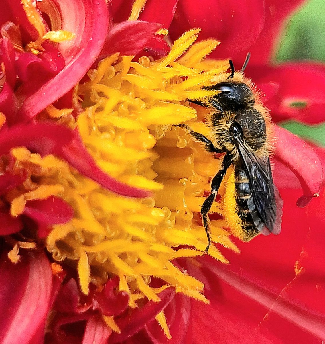 mikster_derby's tweet image. Brilliant Ken! Back garden #backatcha 😘 Love to The Duchess ❤️