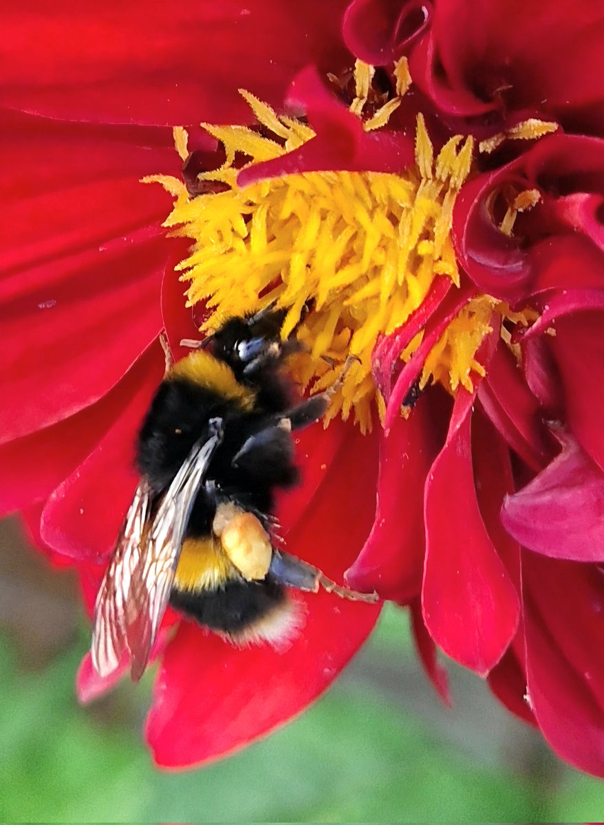 mikster_derby's tweet image. Brilliant Ken! Back garden #backatcha 😘 Love to The Duchess ❤️