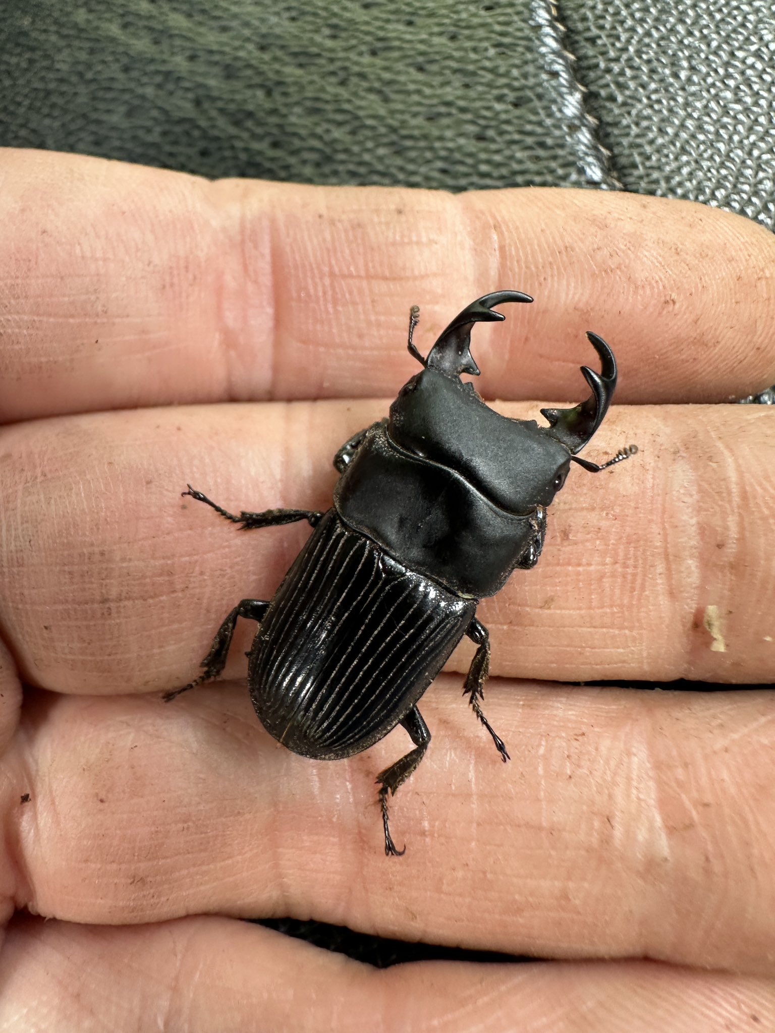 Sparkle Beetle】宮崎県産 天然 超極太ノコギリクワガタ♂72.5mmペア