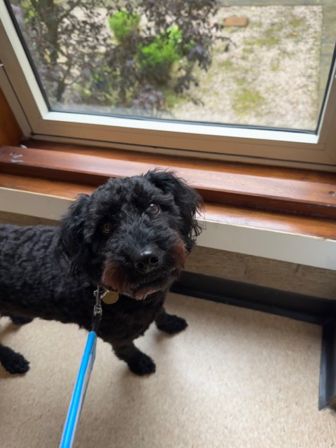 NHSLothian-Volunteering (@nhslvolunteers) on Twitter photo That's just over 1 year now at <a href="/LothianSjh/">SJH_Lothian</a> for <a href="/CanineConcern/">CanineConcernTrust</a> <a href="/TherapetC/">@Therapet-CCST</a> Poppy with #Volunteer Cliff. Poppy still checks the windows for🐇on the way in & still enjoys the visits as do all the staff & patients of Ward 8 & 9, especially the Welcome Guides at the front entrance. That's just over 1 year now at <a href="/LothianSjh/">SJH_Lothian</a> for <a href="/CanineConcern/">CanineConcernTrust</a> <a href="/TherapetC/">@Therapet-CCST</a> Poppy with #Volunteer Cliff. Poppy still checks the windows for🐇on the way in & still enjoys the visits as do all the staff & patients of Ward 8 & 9, especially the Welcome Guides at the front entrance.