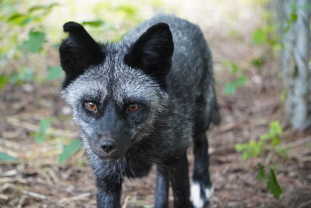 #SpeciesOfTheMonth Did you know red foxes have such excellent hearing that they can hear underground? They can pick up sounds a couple of inches below ground, which helps them while hunting prey burrowed beneath the surface.

📸 Fig Red Fox

 #redfox #CarolinaTigerRescue