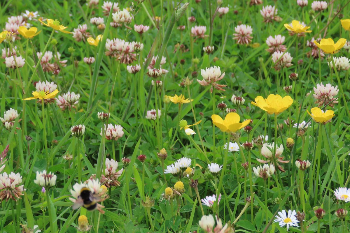 My friend's lawn. A sea of Clover, Buttercup, Daisies &amp; Common spotted orchids. And bumblebees, lots &amp; lots of bumblebees. #dontmow Reduced mowing is so good for wildlife.
