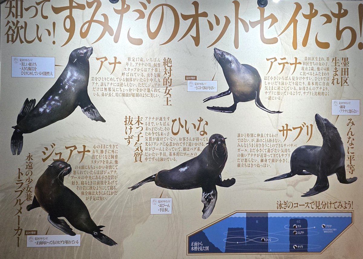 fur_seal_bot's tweet photo. おうおうおうおうおうおｗｗｗｗｗｗｗｗｗｗｗｗパァンッパァンッ(ヒレを叩く音)おうおうおうおうおうおおうおうおうおうおうおｗｗｗｗｗｗパァンッパァンッ(ヒレを叩く音)おうおうおうおうおうおｗｗｗｗ

#すみだ水族館 
#オットセイ https://t.co/SuFLFJZPE0