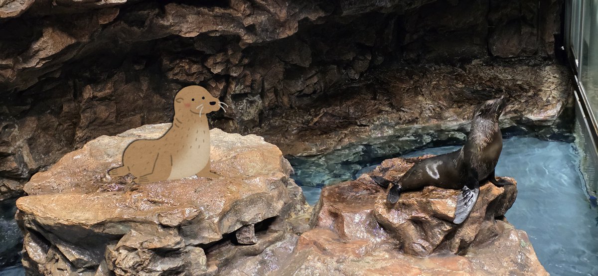 fur_seal_bot's tweet photo. おうおうおうおうおうおｗｗｗｗｗｗｗｗｗｗｗｗパァンッパァンッ(ヒレを叩く音)おうおうおうおうおうおおうおうおうおうおうおｗｗｗｗｗｗパァンッパァンッ(ヒレを叩く音)おうおうおうおうおうおｗｗｗｗ

#すみだ水族館 
#オットセイ https://t.co/SuFLFJZPE0