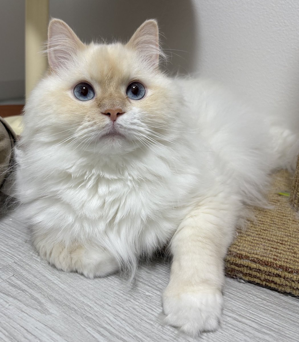 comet_rice_'s tweet photo. 猫のためにクーラーつけたらついでに人間も涼しくなれるから猫は神 https://t.co/3tVquGIH2b