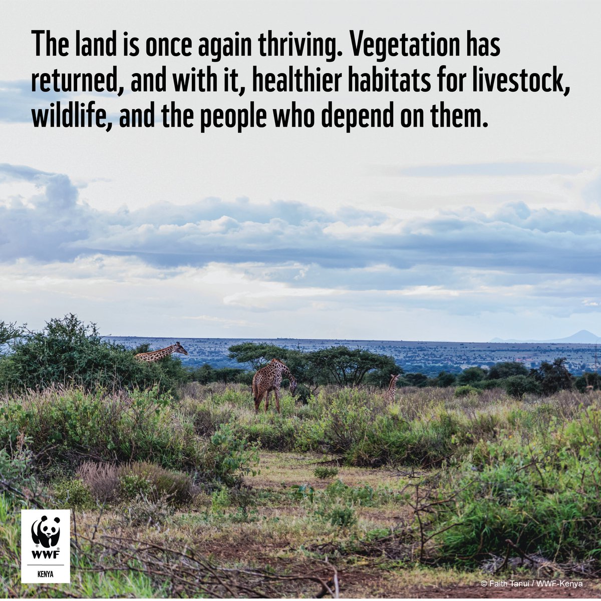 WWF_Kenya's tweet photo. On this World Day to Combat Desertification and Drought, we celebrate the resilience of the Amboseli community in restoring their land and livelihoods. 

Together, we have put 2,846.35 hectares under restoration through 77,000 Earth Smiles, helping retain water and soil nutrients to promote vegetation regeneration. The land is once again thriving. Vegetation has returned, and with it, healthier habitats for livestock, wildlife, and the people who depend on them. 

We are grateful for financial support from the @BMZ_Bund, Ministry for Economic Cooperation and Development, @iki_germany, and the Alliance for Restoration of Forest Ecosystems in Africa (AREECA) for helping Amboseli grow greener and more resilient