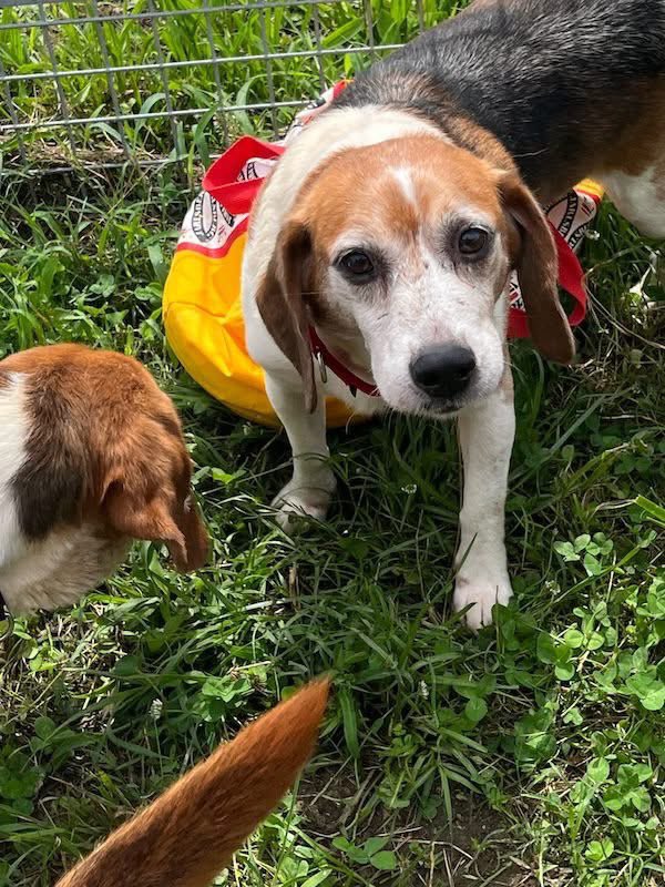 TriBeagles tweet media