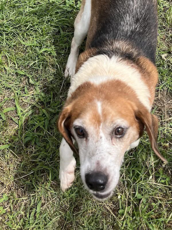 TriBeagles tweet media