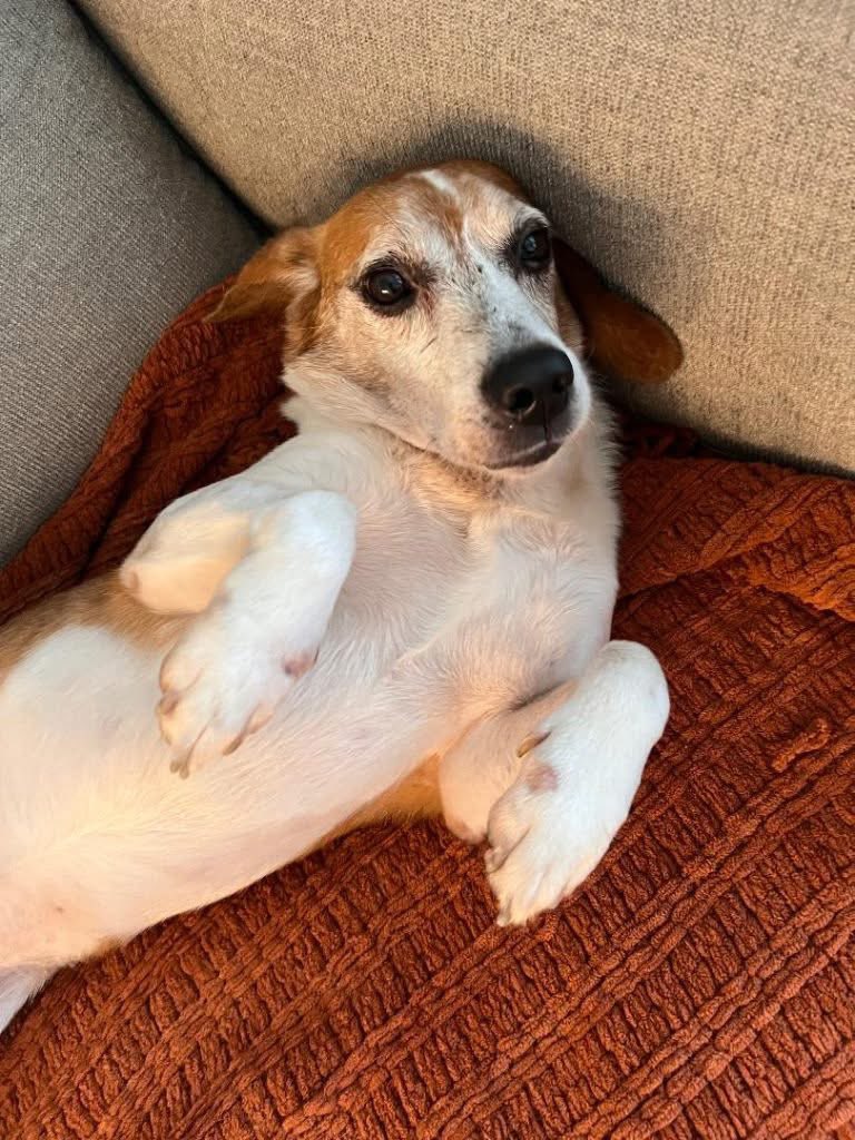 TriBeagles tweet media